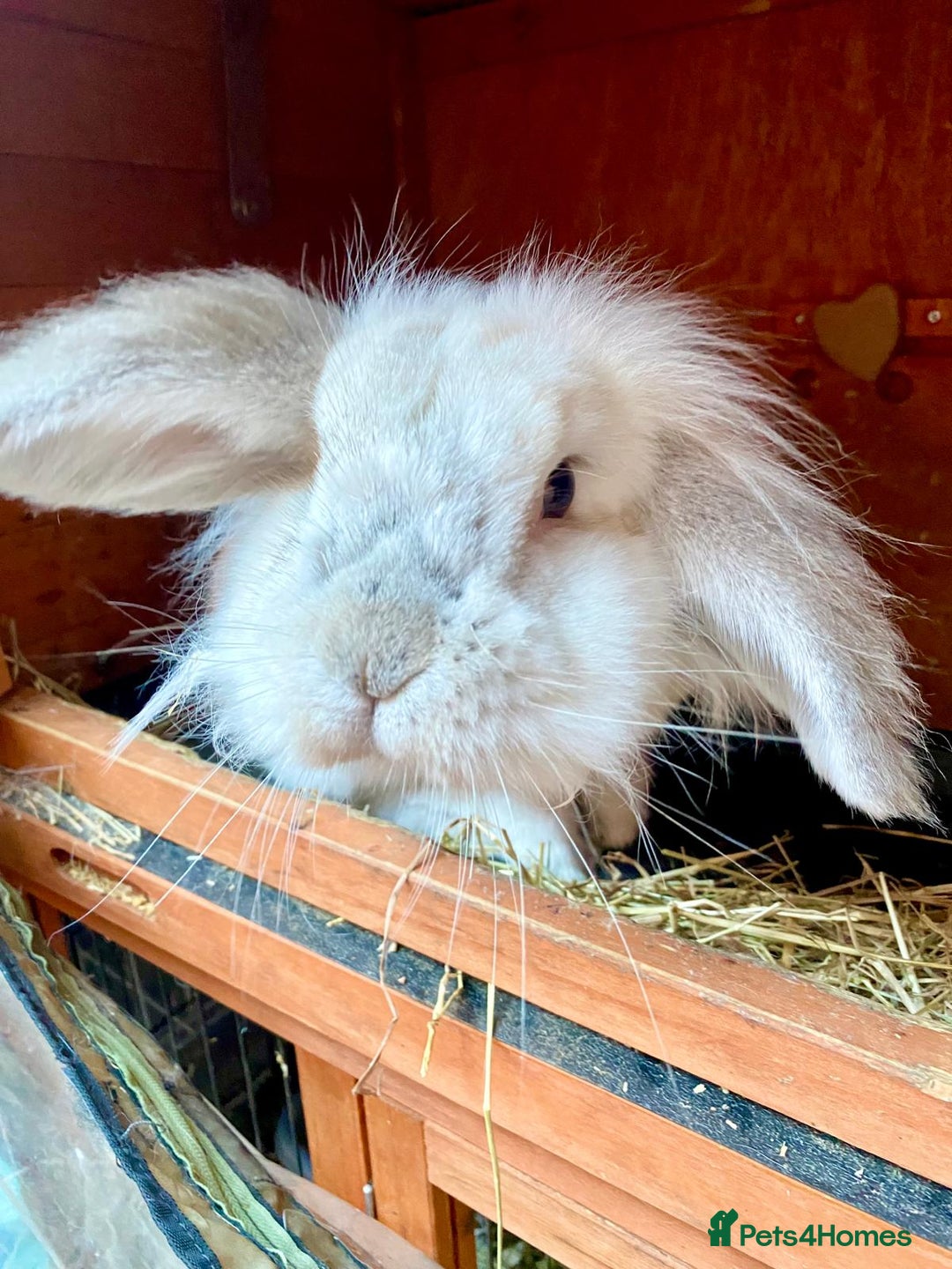 Mini Lop rabbits for sale: 2 mini lop rabbits for sale  - Image 3