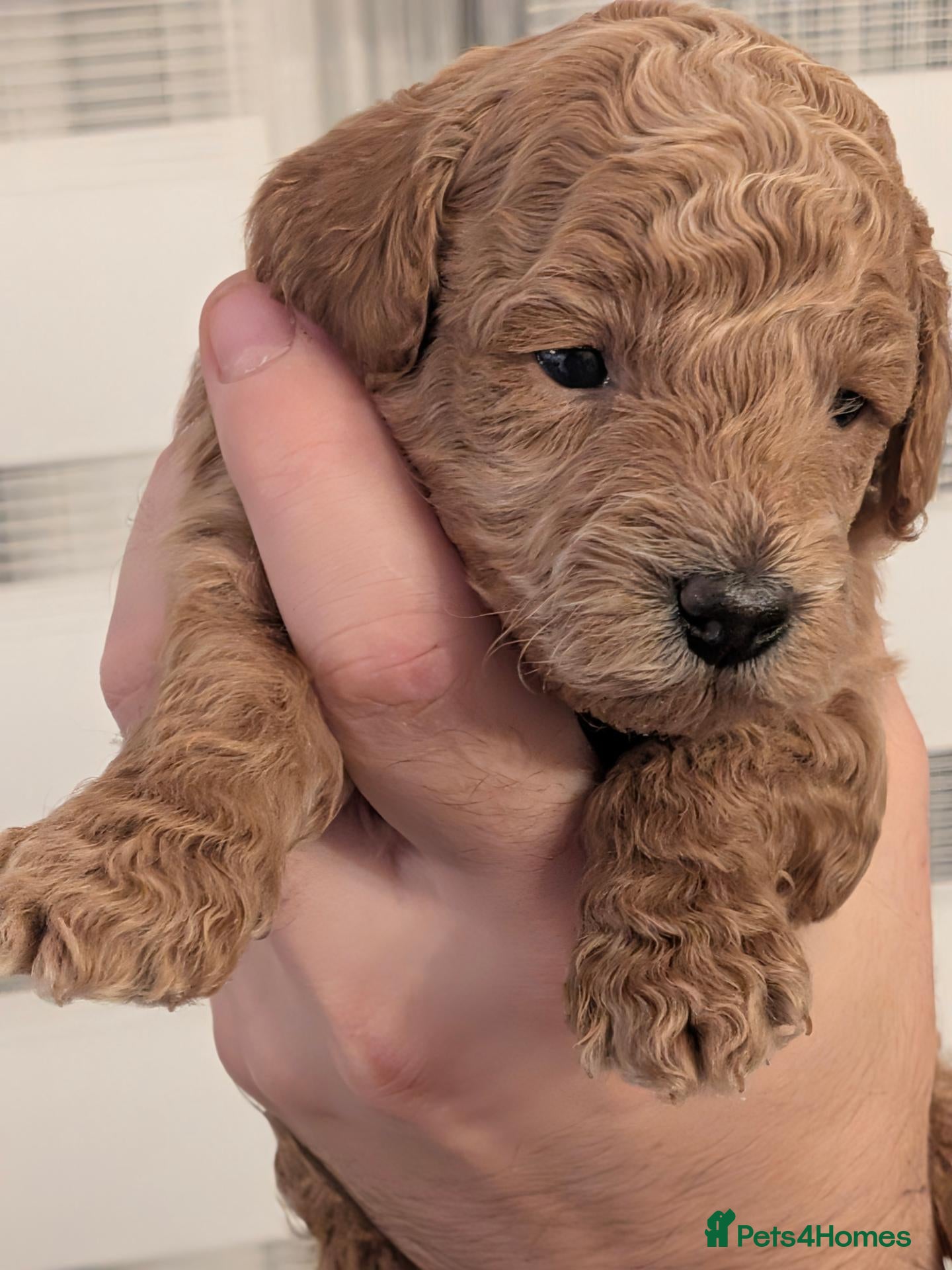 Toy Poodle dogs for sale: Beautiful Toy Poodle Puppies – Apricot boy 🩵 - Advert 11