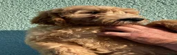 Goldendoodle dogs for sale: Ready- Fully Vaccinated Goldendoodle puppy’s  - Advert 13