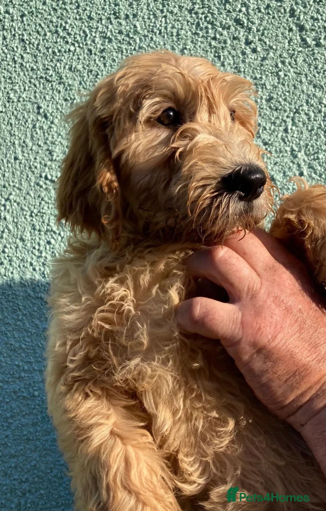 Goldendoodle dogs for sale: Ready- Fully Vaccinated Goldendoodle puppy’s  - Advert 13