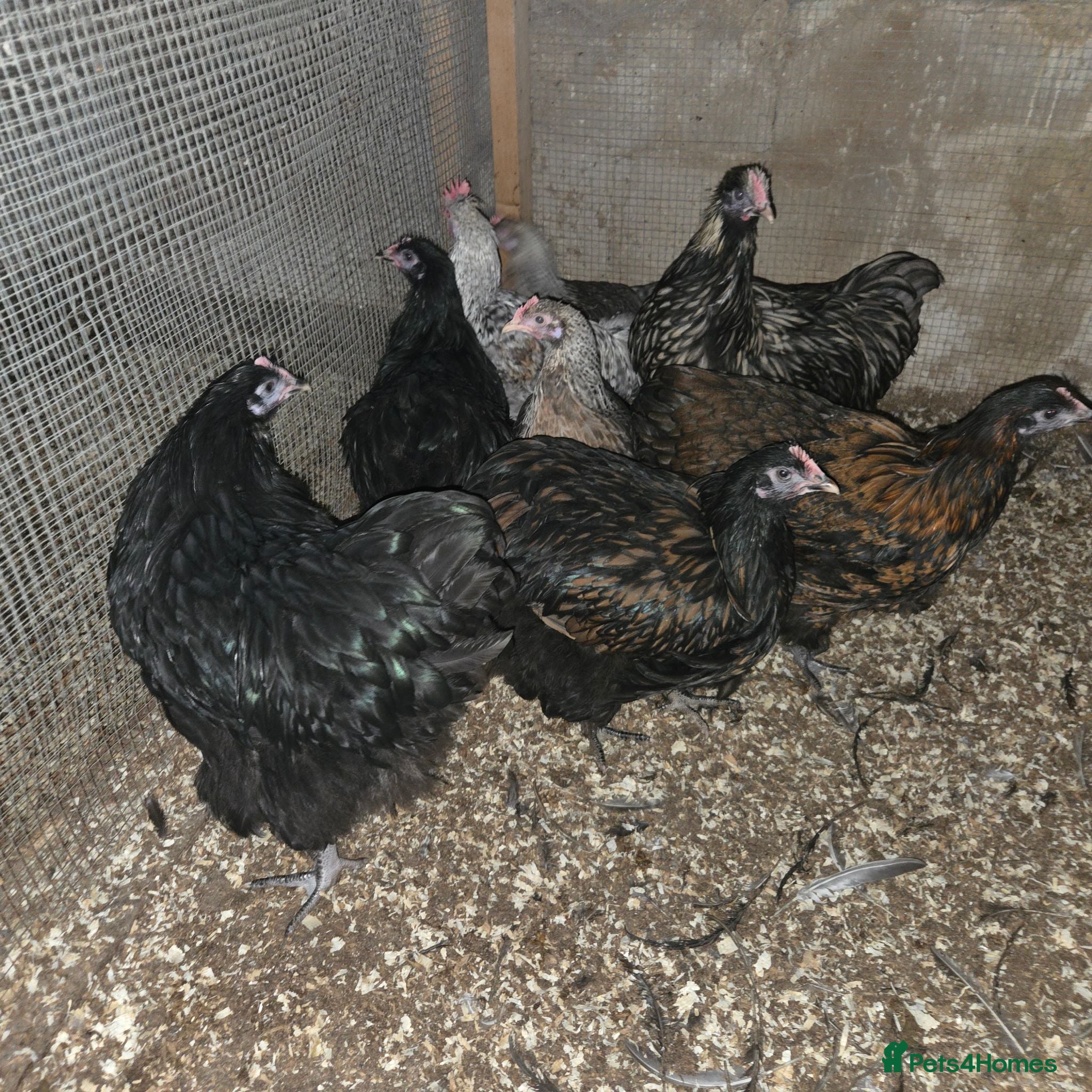 Chickens poultry Orpington pullets, black and gold laced - Advert 1
