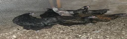 Chickens poultry for sale: Orpington pullets, black and gold laced - Advert 1