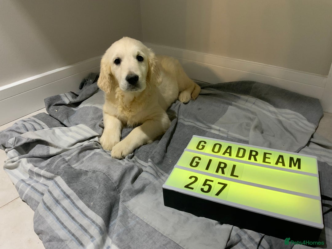 Golden Retriever dogs for sale: Golden Retrievers -Goadream kc  - Advert 10