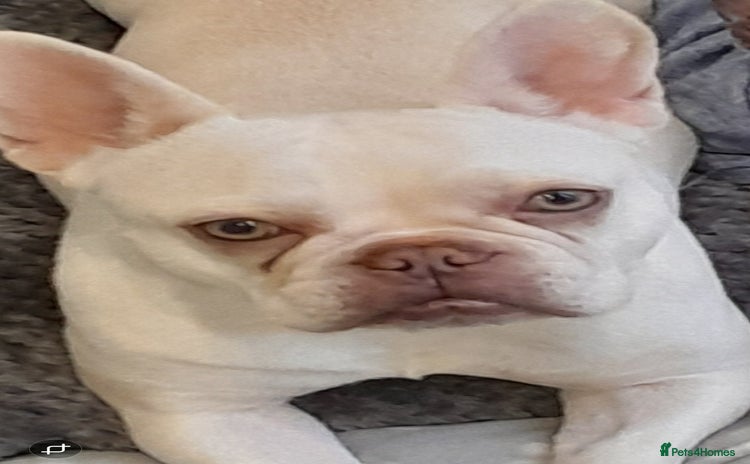 French Bulldog dogs - Advert 2