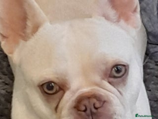 French Bulldog dogs - Advert 33