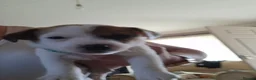Jack Russell dogs for sale: Jack Russell pups - Advert 3
