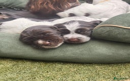 English Springer Spaniel dogs for sale: Springer Spaniel Pups  - Image 6