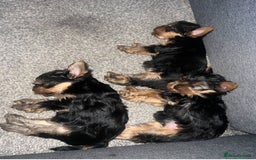 Yorkshire Terrier dogs for sale: Beautiful Yorkshire terrier  - Image 2