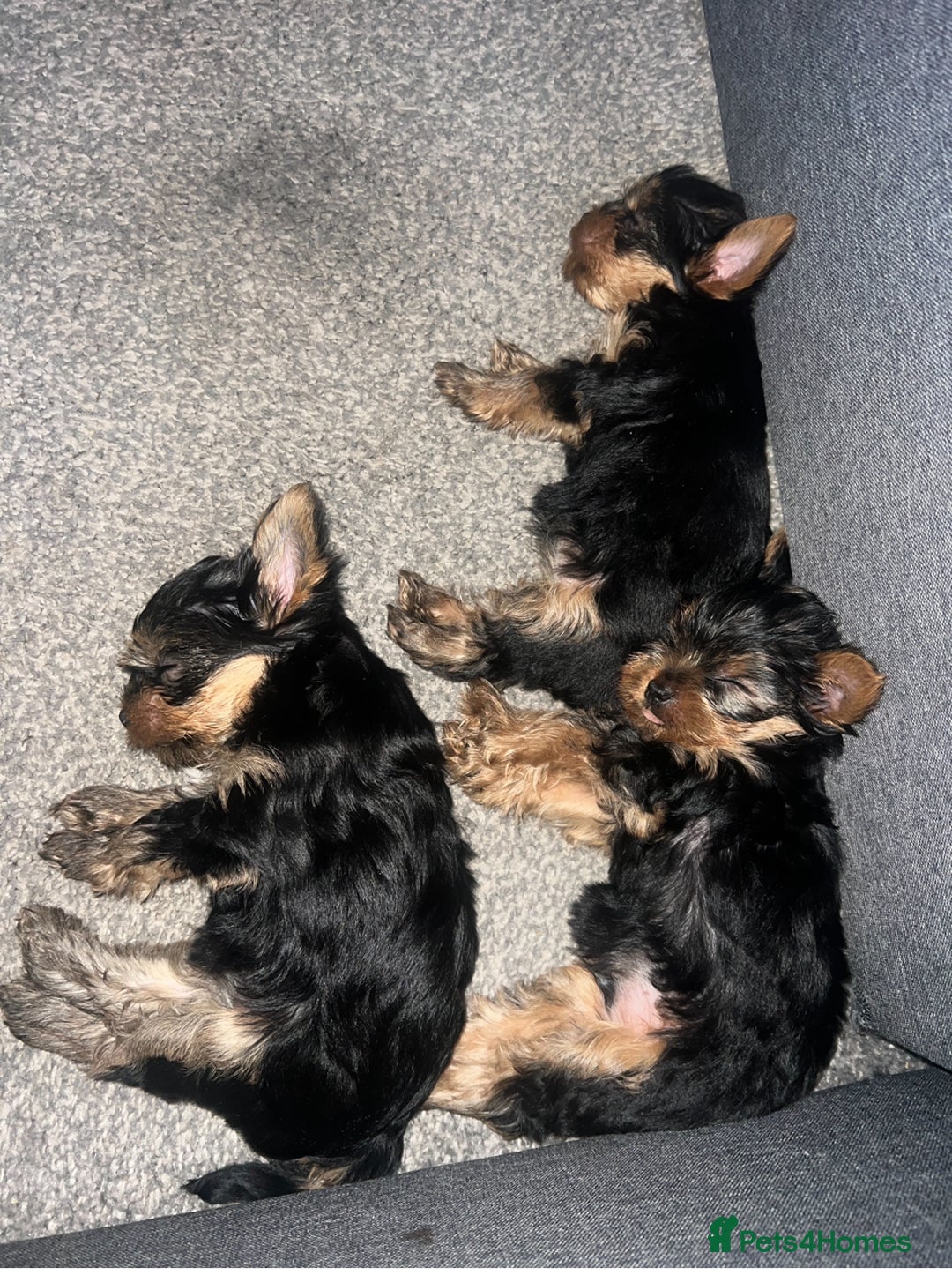 Yorkshire Terrier dogs for sale: Beautiful Yorkshire terrier  - Image 2