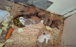 English rabbits for sale: 4 boys and 2 gils  - Advert 2