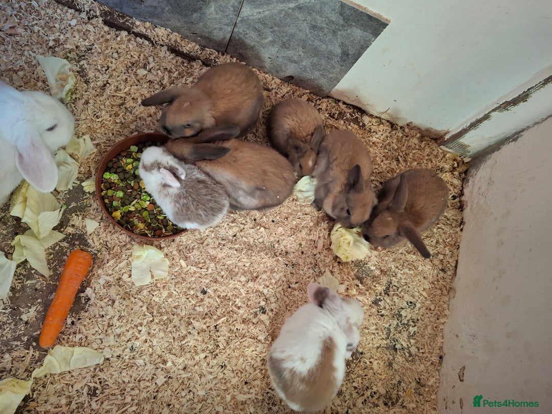 English rabbits for sale: 4 boys and 2 gils  - Advert 2