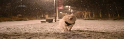 White Swiss Shepherd dogs for sale: KC registerd Well-Trained White Swiss Shepherd - Advert 9