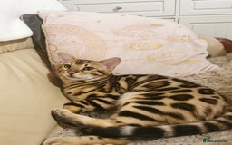 Bengal cats for sale: Stunning bengal adult male  - Image 4
