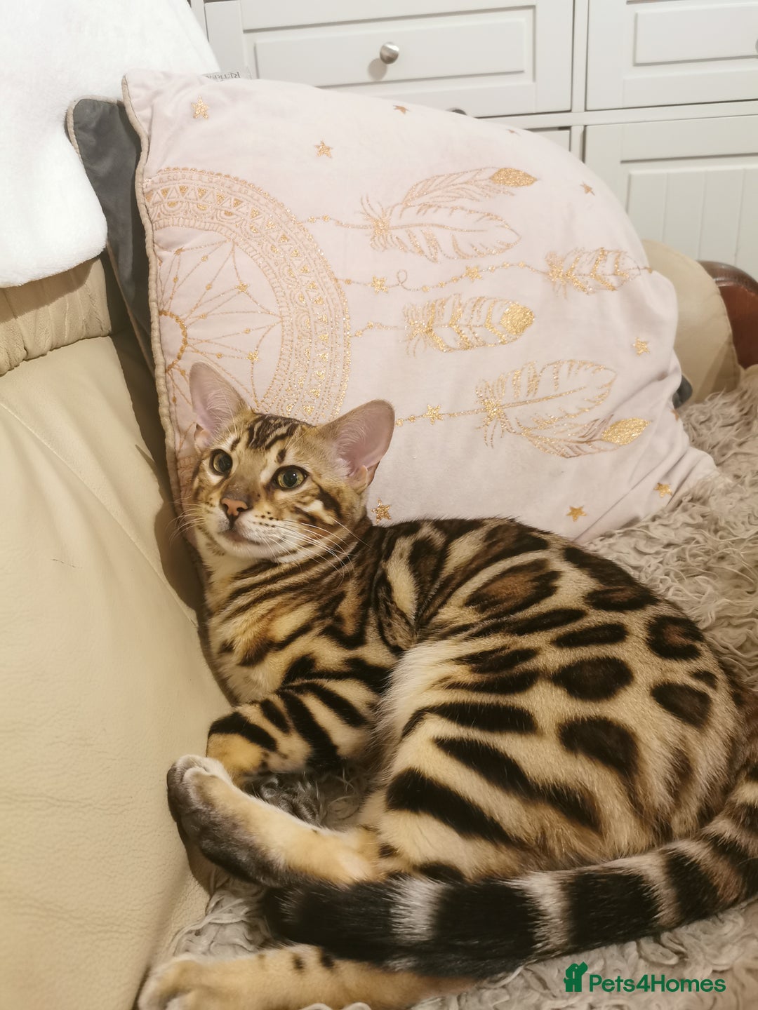 Bengal cats for sale: Stunning bengal adult male  - Image 4