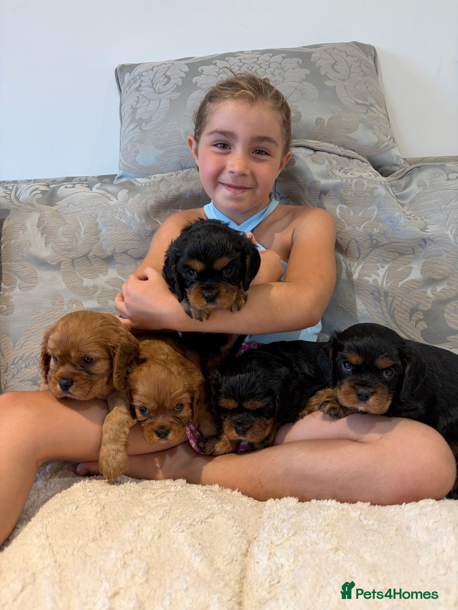 Cavalier King Charles Spaniel dogs KC Beautiful Health tested Babies - Advert 1