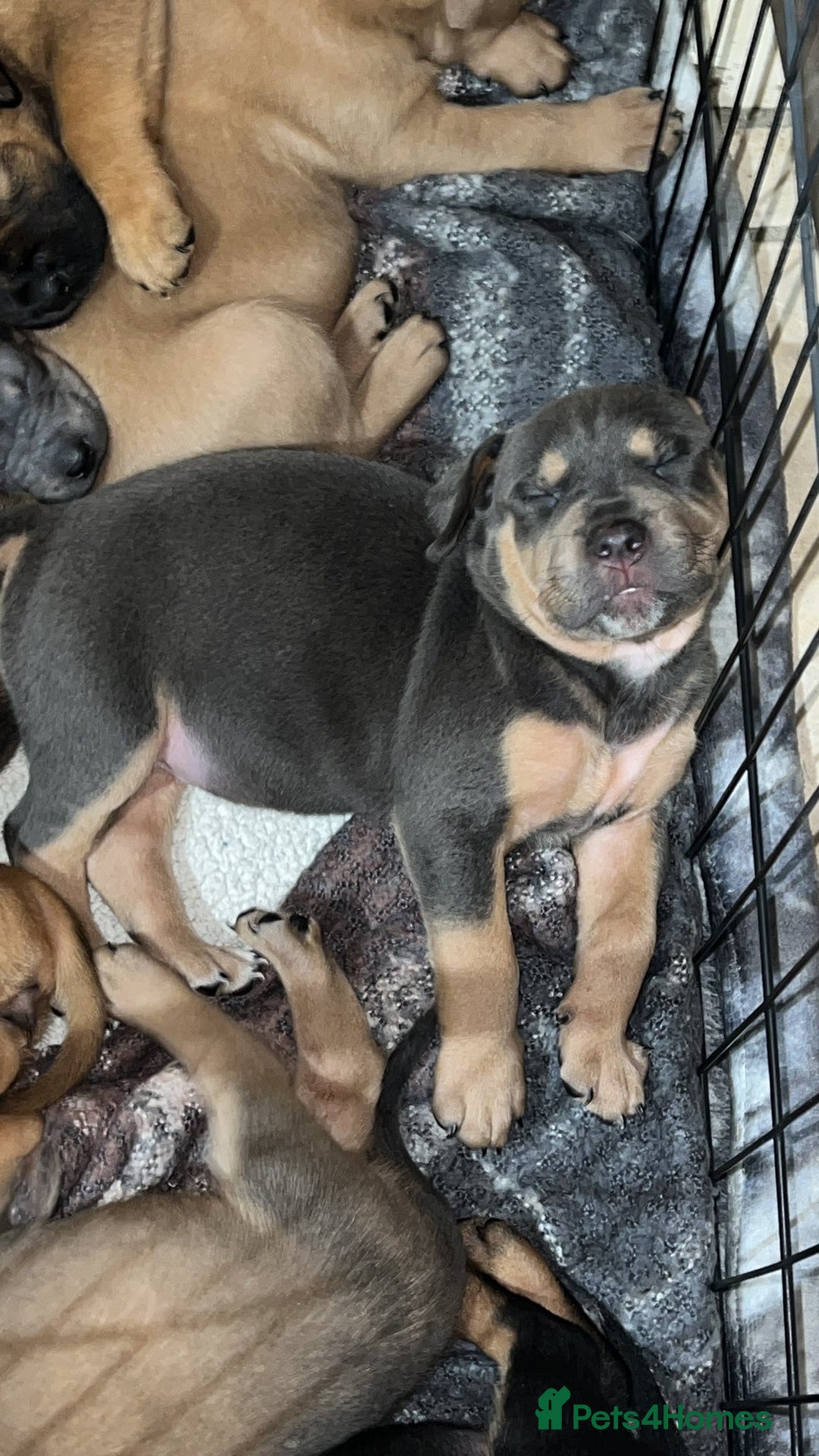 Mixed Breed dogs for sale: F4 STAFFWEILERS - Image 5