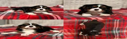 Cavalier King Charles Spaniel dogs for sale: STUNNING CAVALIER KING CHARLES PUPPIES  - Advert 35