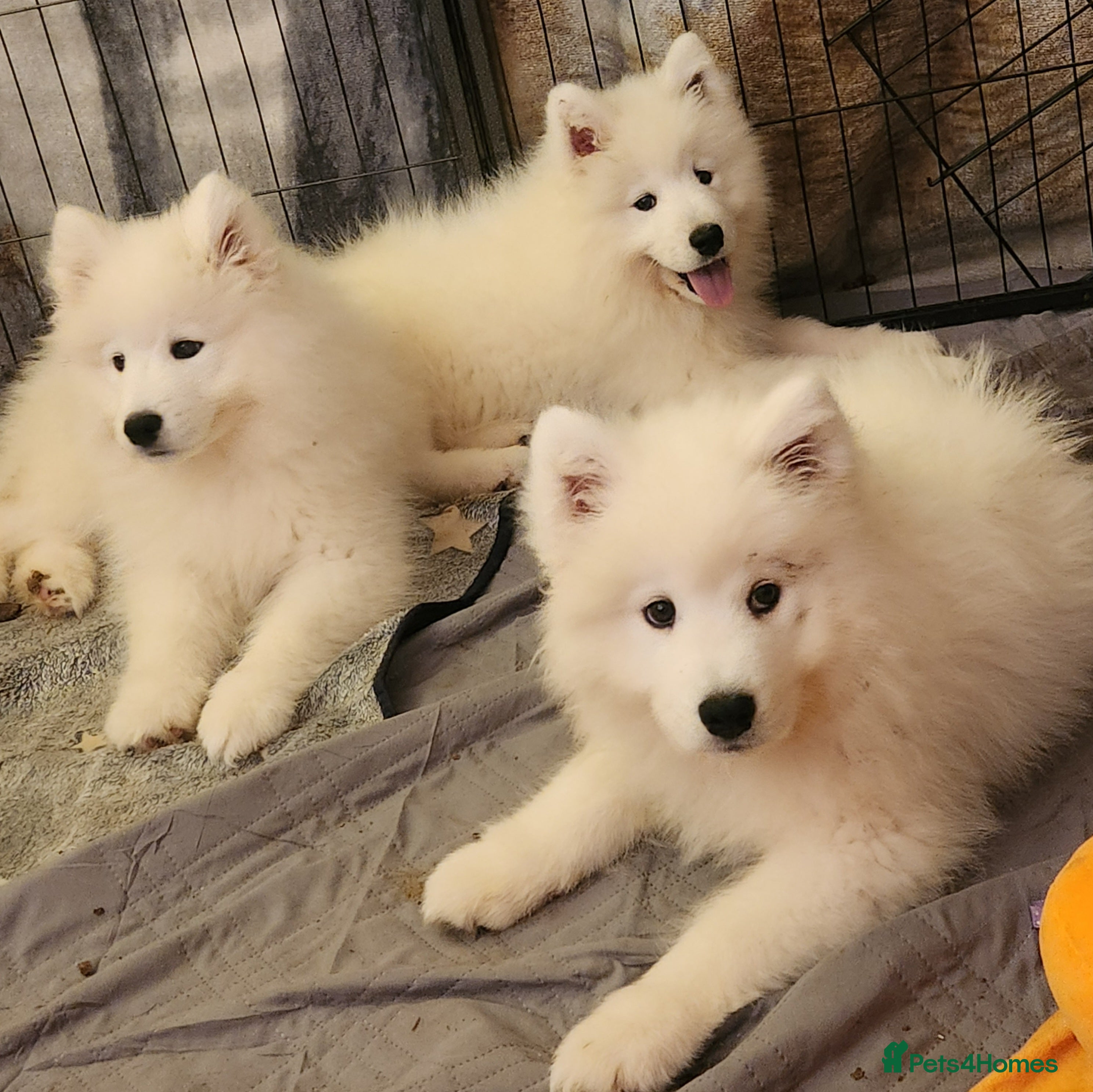 Samoyed dogs Female Chunky Pedigree Samoyeds Avaliable  - Advert 1