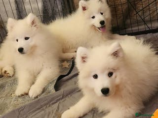 Samoyed dogs Female Chunky Pedigree Samoyeds Avaliable - Advert 6