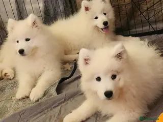 Samoyed dogs Female Chunky Pedigree Samoyeds Avaliable - Advert 1