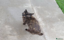 Mixed Breed cats for sale: Kittens to be given into homes  - Image 4