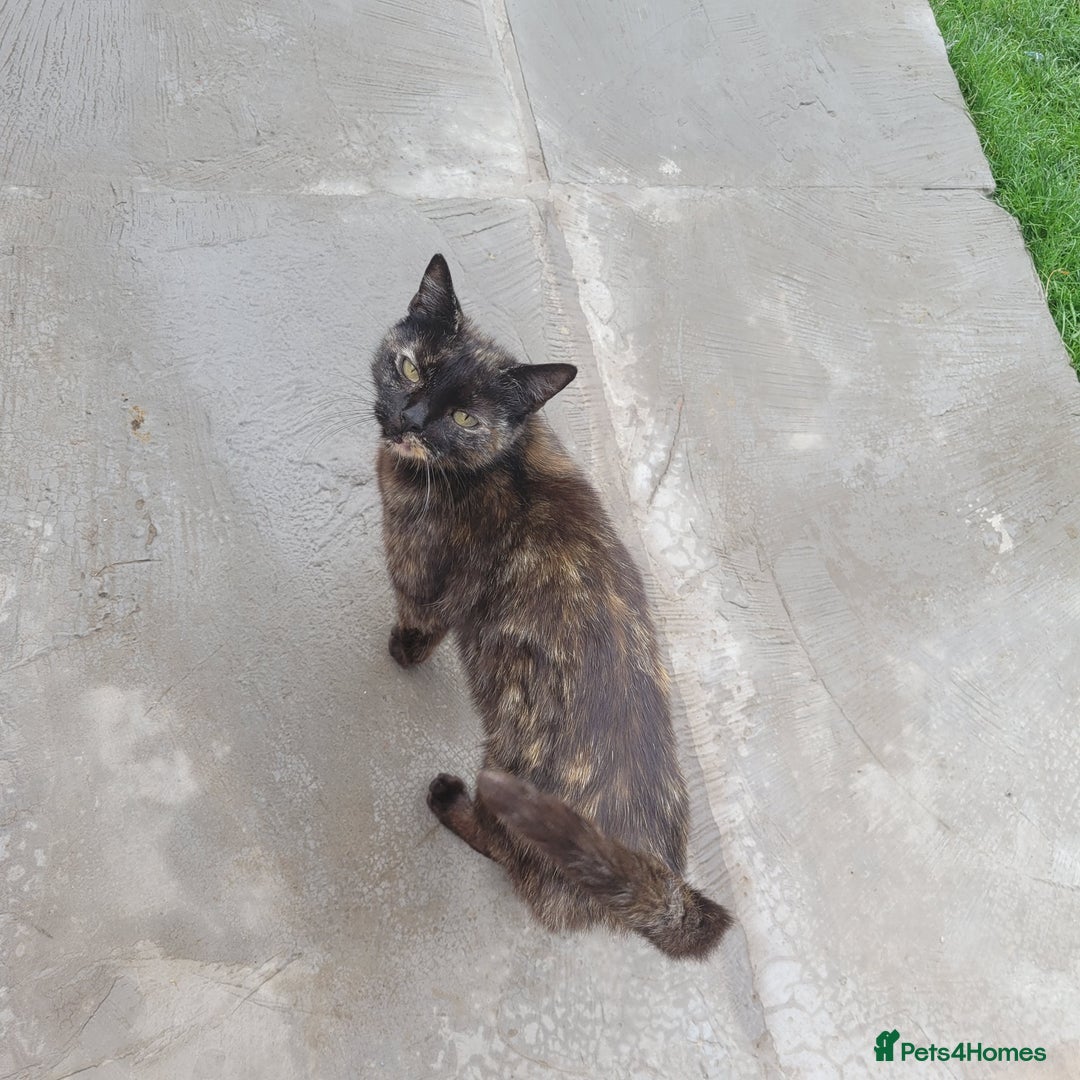Mixed Breed cats for sale: Kittens to be given into homes  - Image 4