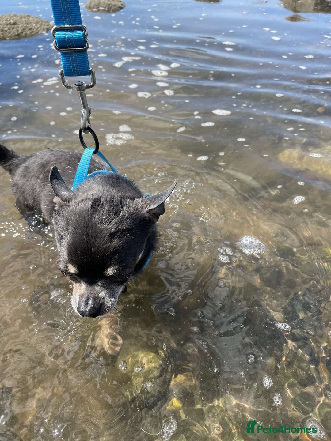 Chihuahua dogs for sale: Male chihuahua  - Advert 4