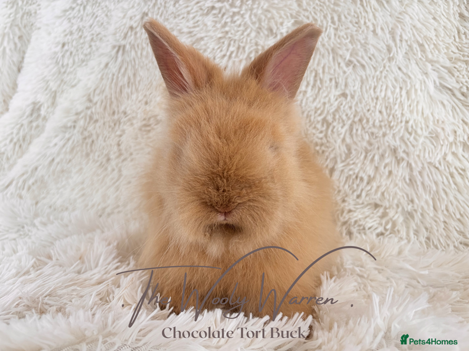Angora rabbits for sale: Fully Vaccinated Pedigree Angoras - Advert 14
