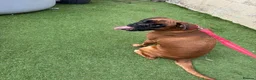 Boxer dogs for sale: Beautiful Bobtailed Boxer puppies - Advert 5