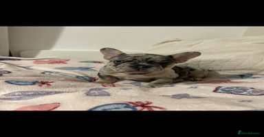 French Bulldog dogs - Advert 2