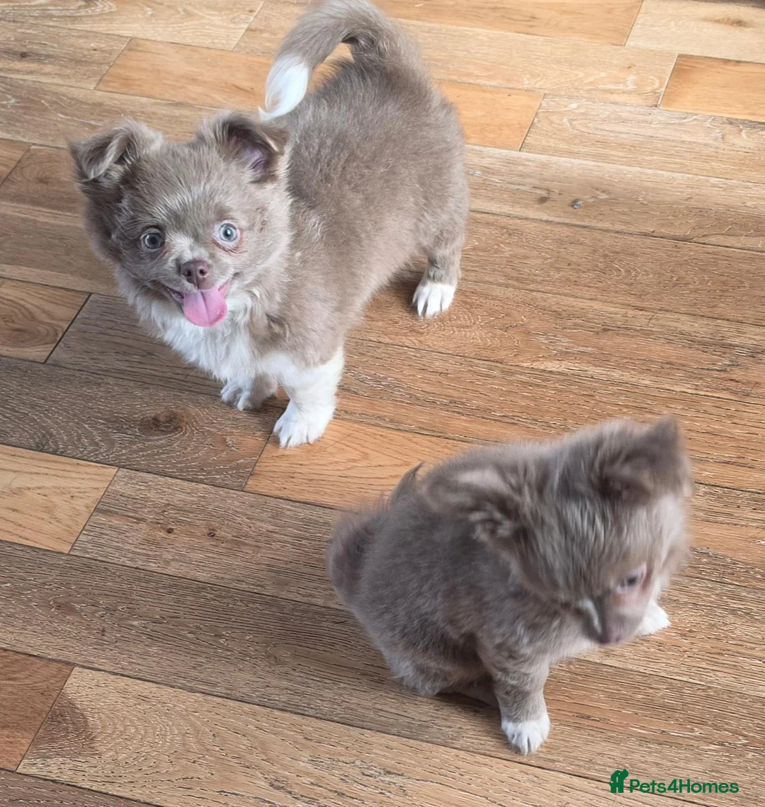 Chihuahua dogs for sale: Long coat chihuahua two boys available - Advert 1