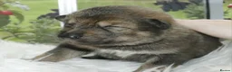 Saarloos Wolfdog dogs for sale: Female available - vaccinated and ready to leave - Advert 29