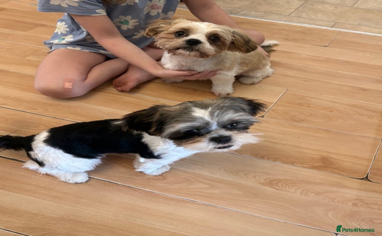 Shih Tzu dogs - Advert 2