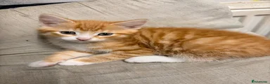 Maine Coon 2