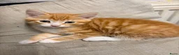 Maine Coon cats for sale: Mainecoon cross kittens - Advert 6