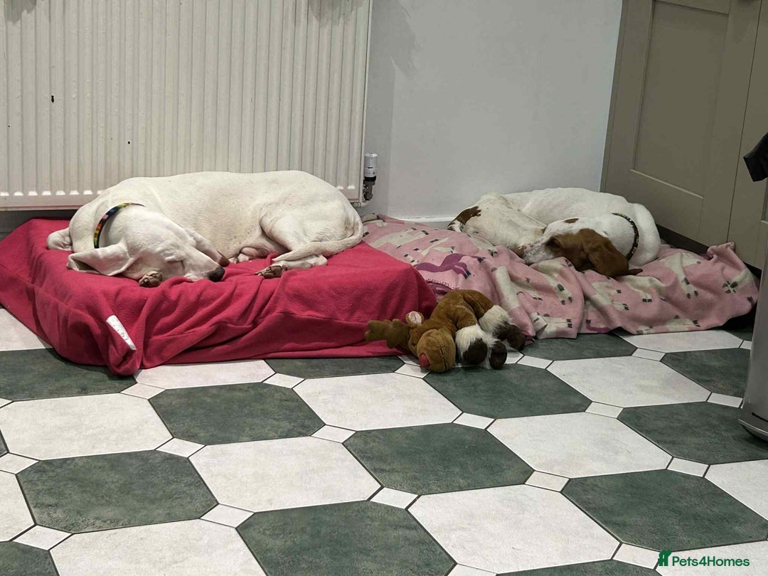 Mixed Breed dogs for adoption: Rocky - handsome Sabueso Hound for adoption - Advert 4