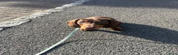 Dachshund dogs for sale: Male Minature Dachshund - Advert 4