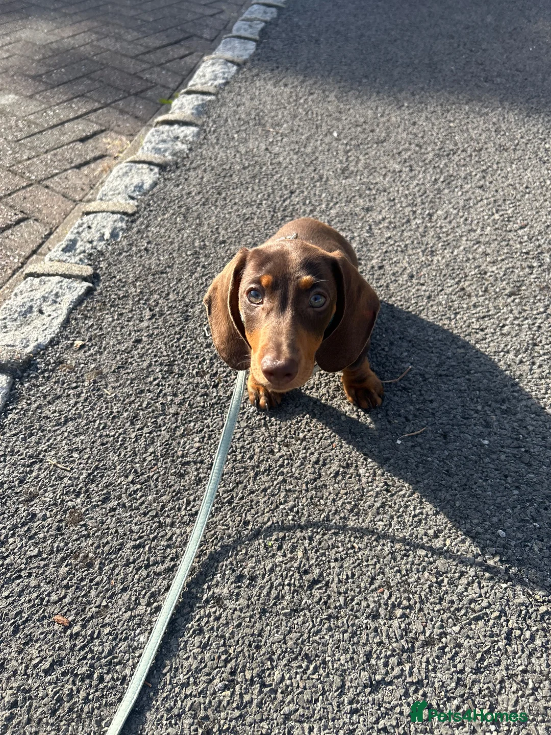 Dachshund dogs for sale: Male Minature Dachshund - Advert 4