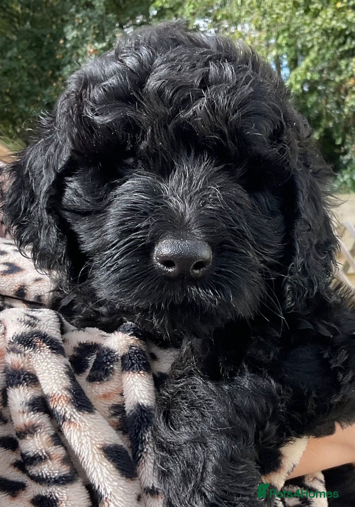 Double Doodle dogs RENOWNED THERAPY DOG BREEDERS Black Boy Available  - Advert 2