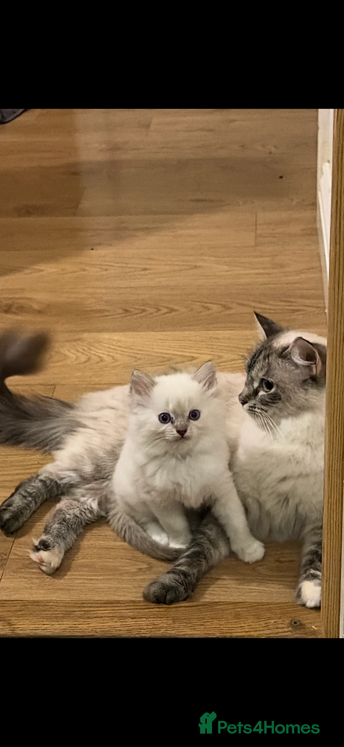 Ragdoll cats GCCF REG RAGDOLL KITTENS - Advert 2