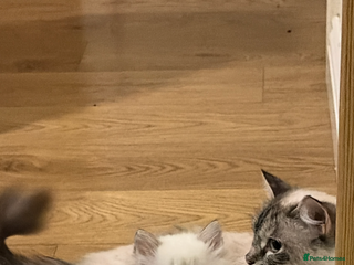 Ragdoll cats GCCF REG RAGDOLL KITTENS - Advert 2