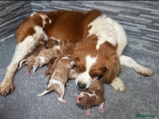 Cavalier King Charles Spaniel dogs 8 beautiful King Charles Cavalier spaniel puppies - Advert 2