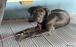 Presa Canario dogs for sale: Presa canario puppies (UKC registered) (2 girls) in Accrington - Image 34