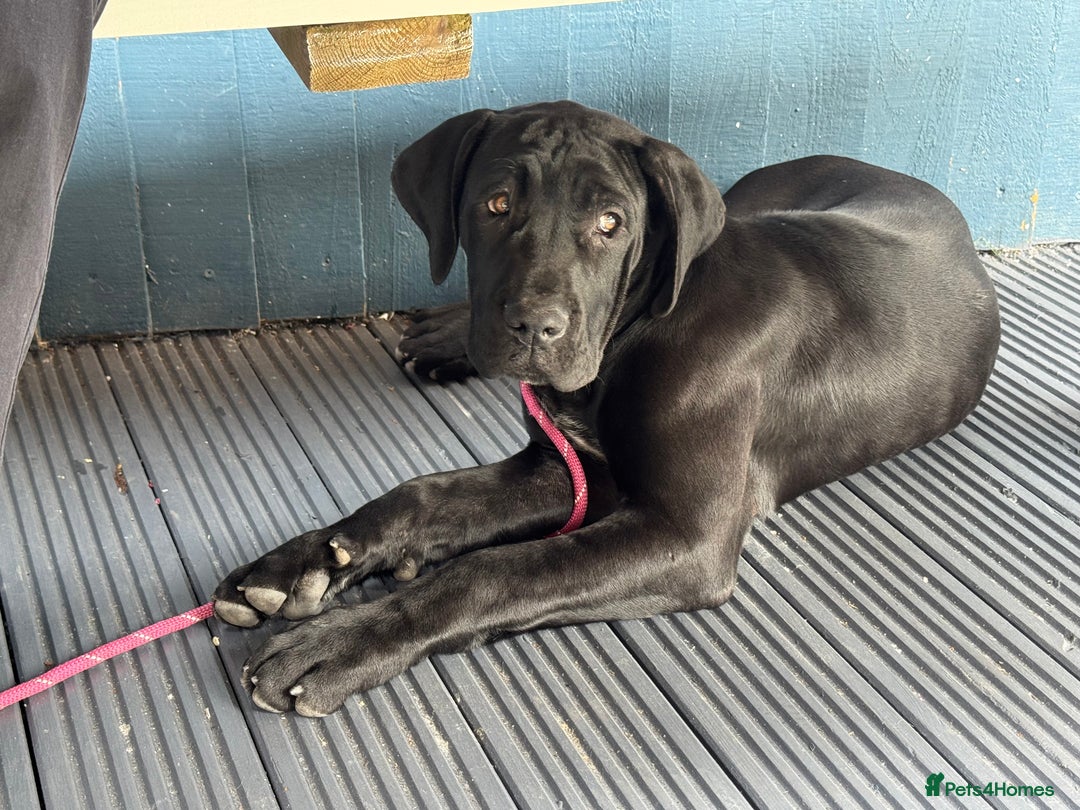 Presa Canario dogs for sale: Presa canario puppies (UKC registered) (2 girls) in Accrington - Image 34