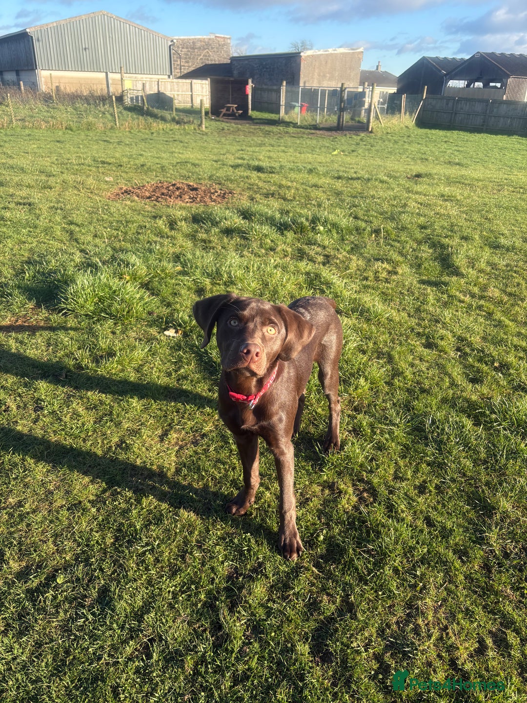 Labrador Retriever dogs for sale: Chocolate Labrador puppy  - Image 2