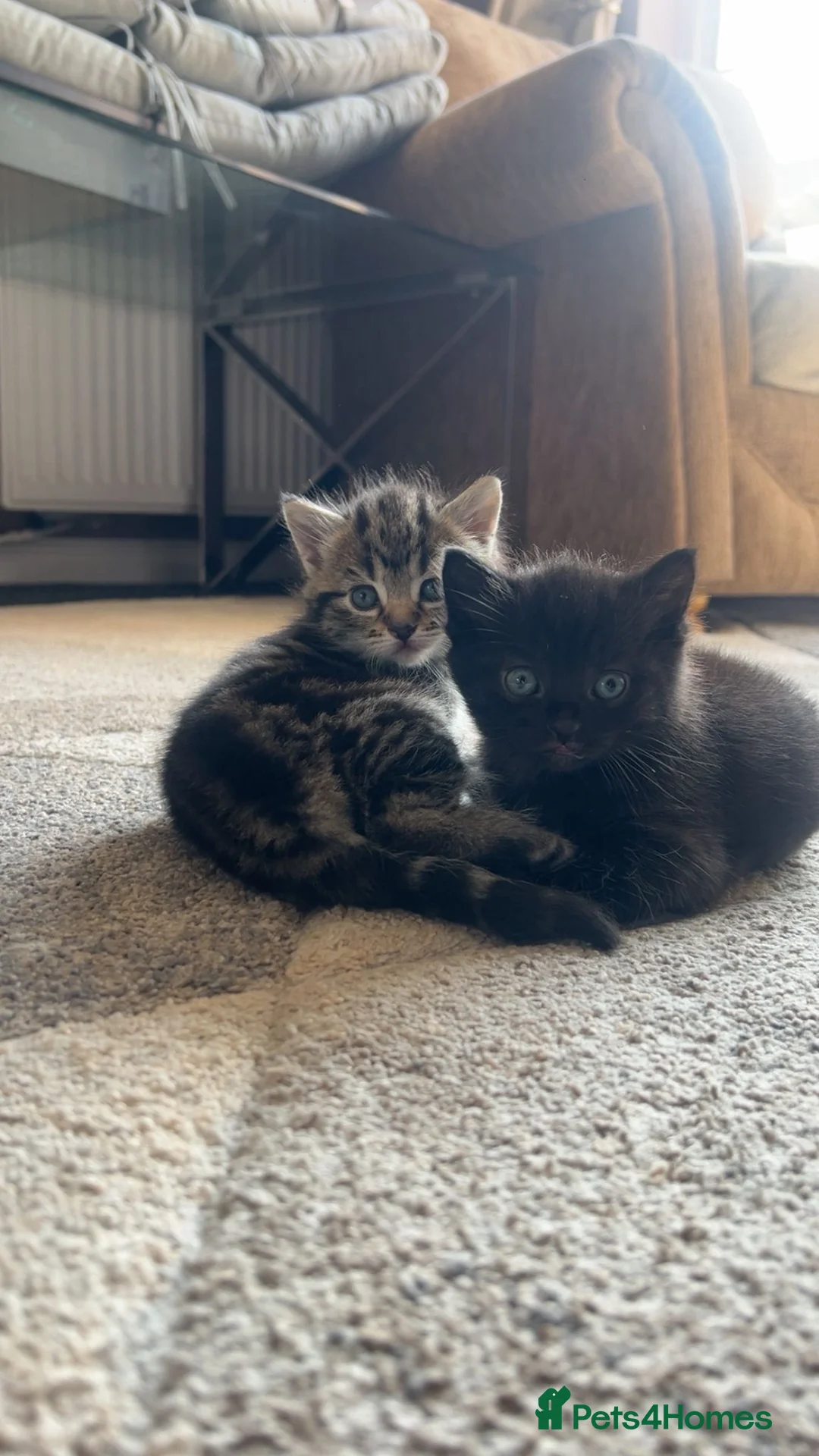 Mixed Breed cats for sale: 1 beautiful tabby kitten ❤ - Advert 5