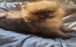 Pomeranian dogs for sale: Outstanding Tiny Pomeranian Puppies - Image 11