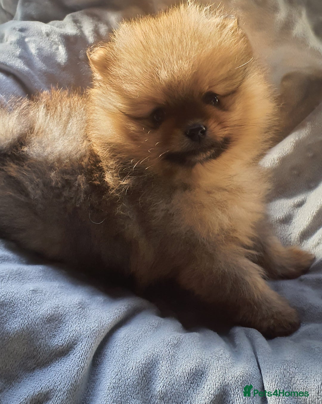 Pomeranian dogs for sale: Outstanding Tiny Pomeranian Puppies - Image 11