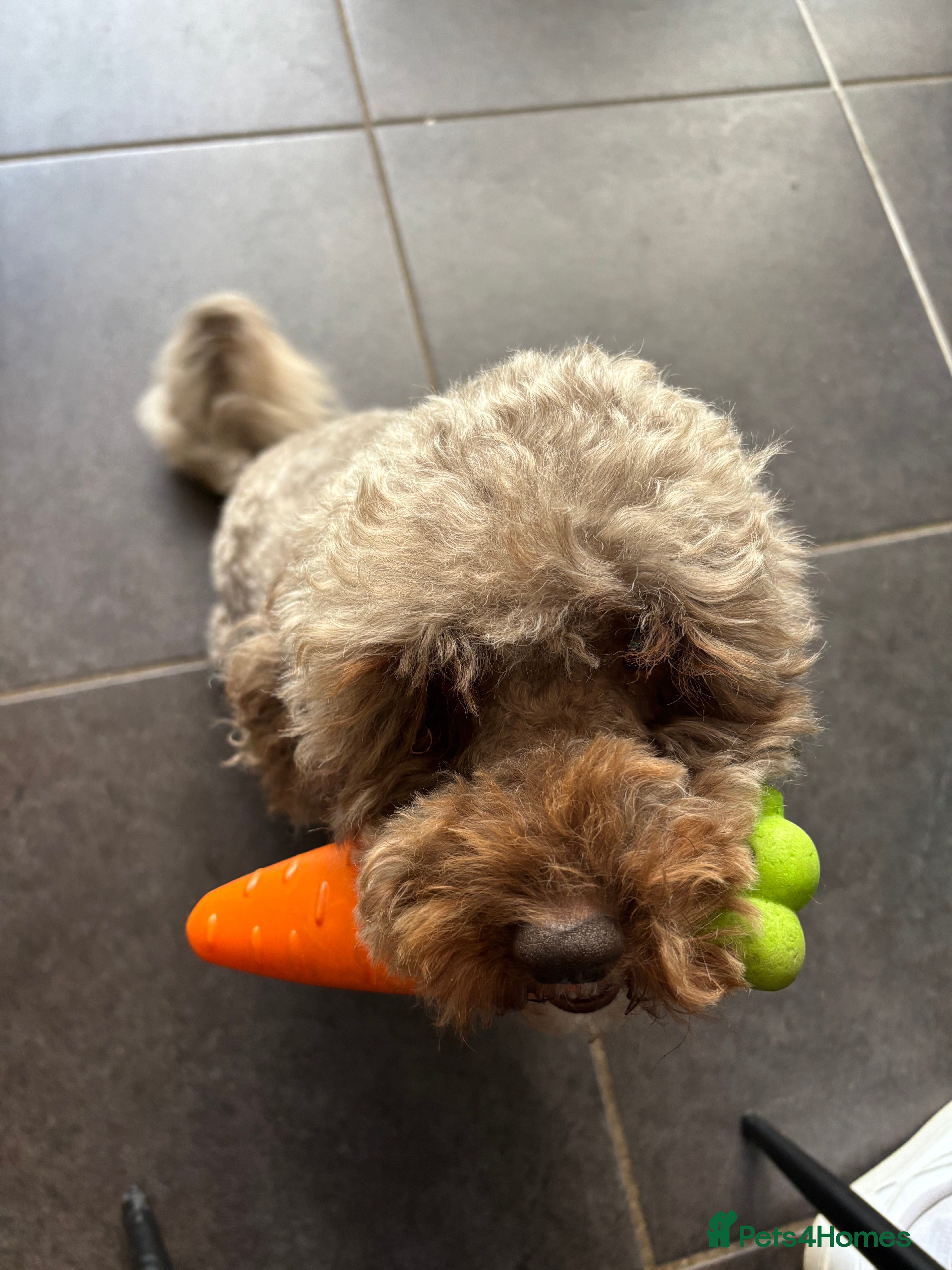 Cockapoo dogs Beautiful F1b cockapoo puppies due 26/1 - Advert 1