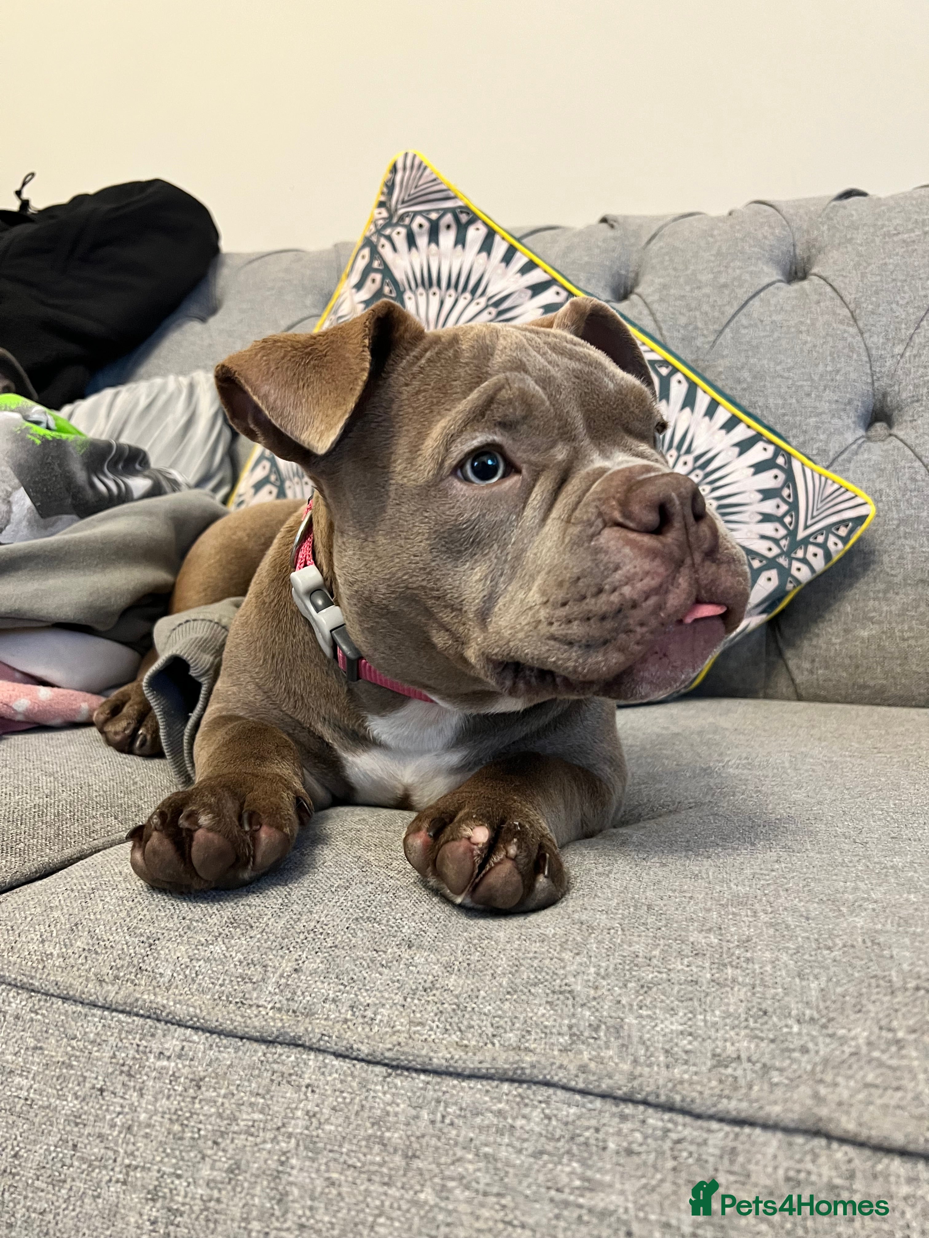 American Bully dogs Micro bully looking for a forever home💕 - Advert 9